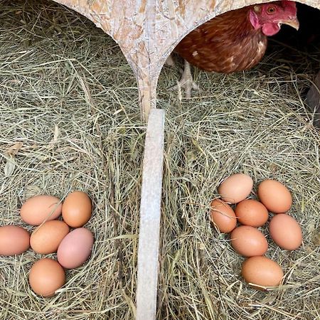 Bolara 60: The Cottage Grožnjan Zewnętrze zdjęcie